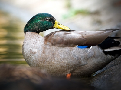 Anas Platyrhynchos — Bois de Boulognes — 60 × 40 cm