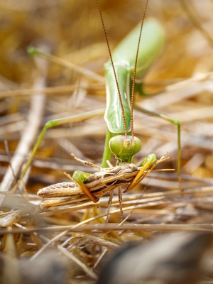 European Praying Mantis in Venoy — 40 × 60 cm