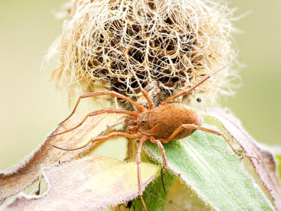 Mitopus Morio — 20250812 — 60 × 40 cm