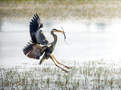 Grey Heron in Rosnay — 40 × 30 cm