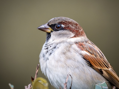 House Sparrow in 20251201 — 40 × 30 cm