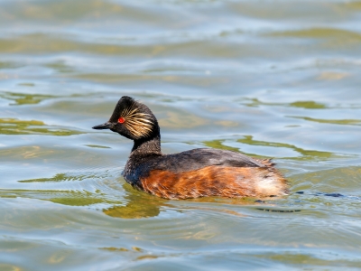 Podiceps Nigricollis — 20250516 — 40 × 30 cm