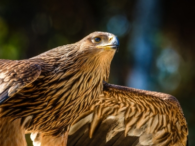 Aquila Chrysaetos — 20251014 — 40 × 30 cm