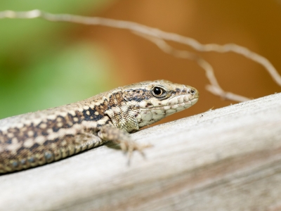 Podarcis Muralis — 20250521 — 60 × 40 cm