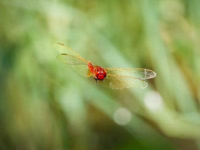 Crocothemis Erythraea — Saint-Michel-en-Brenne — 60 × 40 cm