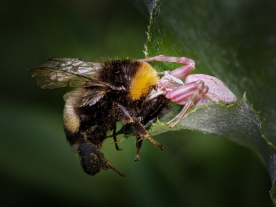 Misumena Vatia X Bombus — 20250521 — 70 × 50 cm