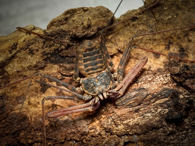 Euphrynichus Bacillifer — 40 × 30 cm