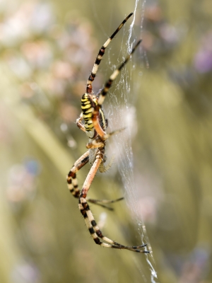 Wasp Spider in Venoy — 30 × 40 cm