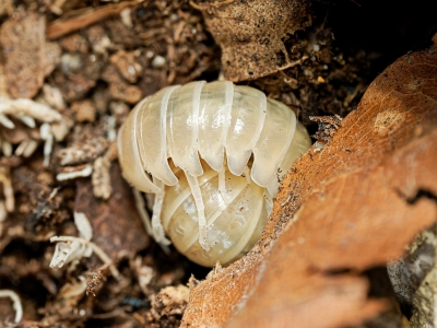 Armadillidium Vulgare T Albinos — 60 × 40 cm