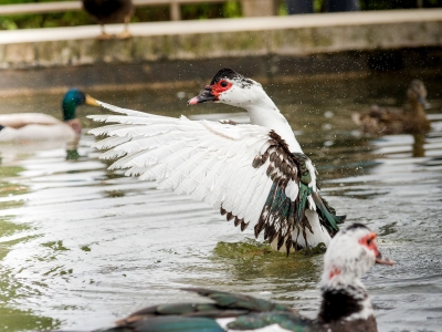 Cairina Moschata F. Domestica — Lisbonne