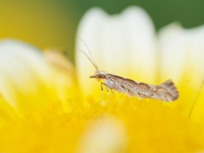 Plutella Xylostella — 20250521 — 70 × 50 cm