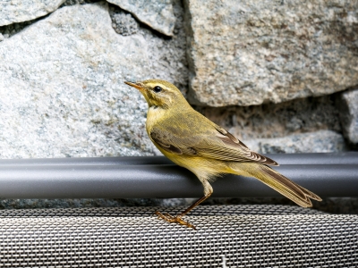 Phylloscopus Trochilus — Tignes — 70 × 50 cm