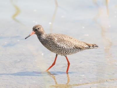 Tringa Totanus — 20250518 — 40 × 30 cm