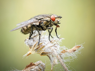 Sarcophagidae Indet. — 20250812 — 70 × 50 cm