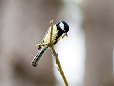Parus Majo — 20250518 — 40 × 30 cm