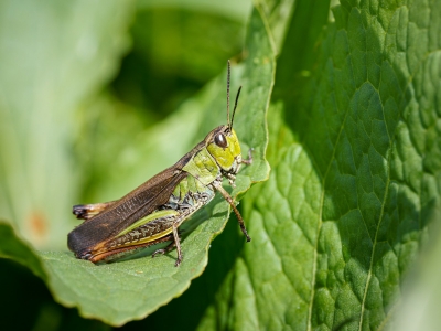 Stauroderus Scalaris — 20250811 — 60 × 40 cm