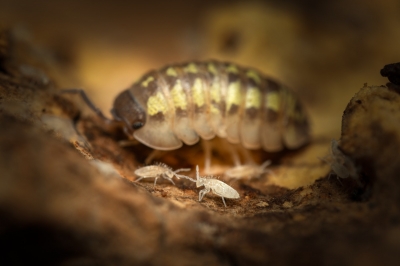 20250125 Armadillidium Granulatum Yellow — 70 × 50 cm