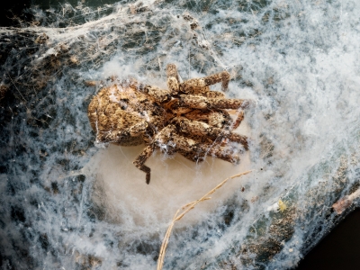 Zoropsis Spinimana — Cheny — 40 × 30 cm