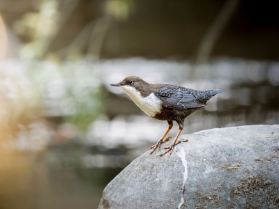 White-throated Dipper in Les Planches-en-Montagne — 60 × 40 cm