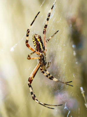 Wasp Spider in Venoy — 40 × 60 cm