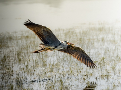 Grey Heron in Rosnay — 60 × 40 cm