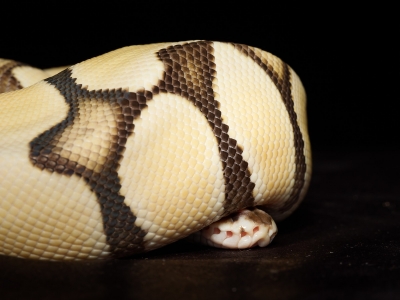 Piebald — 20251115-2025-11-15 — 70 × 50 cm