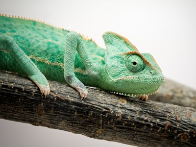 Calyptratus — 20251115-2025-11-15 — 40 × 30 cm
