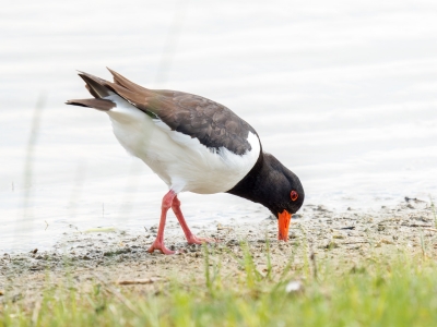 Haematopus Ostralegus — 20250518 — 60 × 40 cm