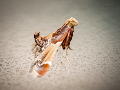 Pyralis Farinalis — 60 × 40 cm