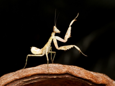 Creobroter Gemmatus — 20251115-2025-11-15 — 60 × 40 cm