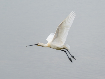 Platalea Leucorodia — 20250518 — 60 × 40 cm