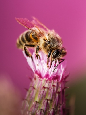 Apis Mellifera — Tignes — 50 × 70 cm