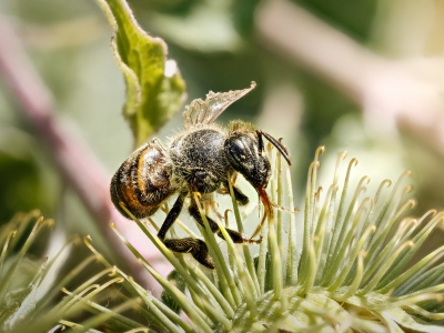 Apis Mellifera — Cheny