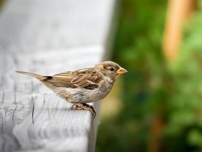 House Sparrow in Tignes — 60 × 40 cm