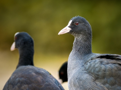Fulica Atra — Bois de Boulognes — 60 × 40 cm