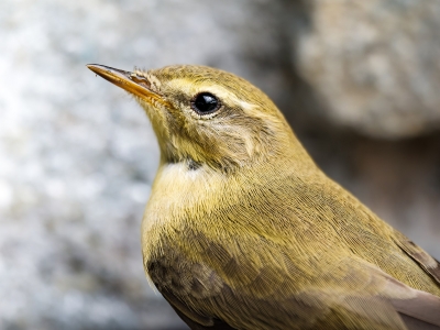 Phylloscopus Trochilus — Tignes — 70 × 50 cm