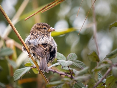 House Sparrow in 20251201 — 40 × 30 cm