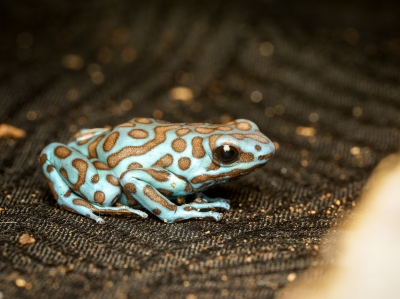 Dendrobates Auratus — 20251115-2025-11-15 — 60 × 40 cm