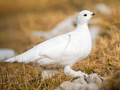 Lagopus Muta 217 — Saint-Agnan-en-Vercors — 60 × 40 cm