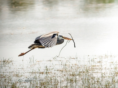 Grey Heron in Rosnay — 70 × 50 cm