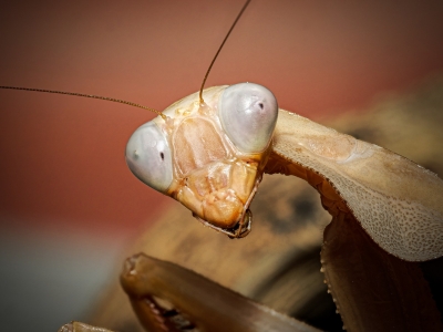 Rhombodera Kyrbyi — 70 × 50 cm