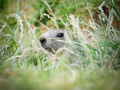 Marmota Marmota — 20250811 — 60 × 40 cm