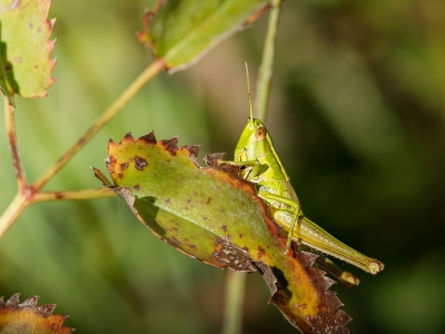 Small Gold Grasshopper in Frasne — 70 × 50 cm