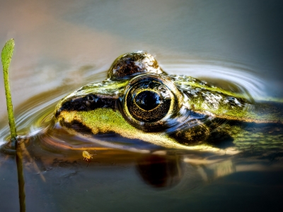 Water Frog in Mézières-en-Brenne — 40 × 30 cm
