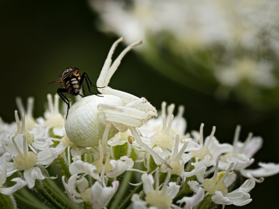 Misumena Vatia — 20250722 — 60 × 40 cm