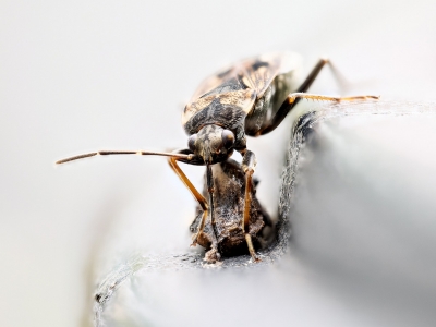 Rhyparochromus Vulgaris — 20250521 — 70 × 50 cm