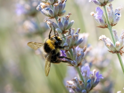 Bombus Pratorum — Venoy — 40 × 30 cm