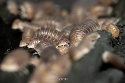 20250125 Cubaris White Side — 60 × 40 cm