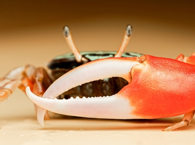 Crabe Violoniste — 20251026 — 40 × 30 cm