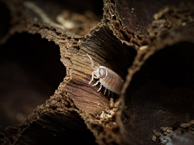 Porcellio Hoffmannseggi — 60 × 40 cm